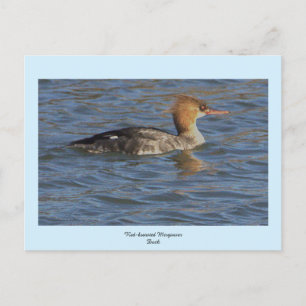 Merganser Ente Postkarte