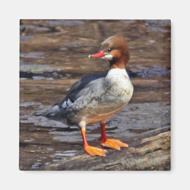 Merganser Magnet (Vorne)
