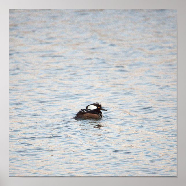 Merganser-Poster Poster (Vorne)