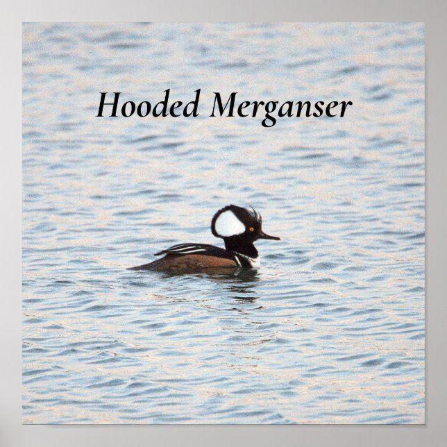 Merganser-Poster Poster (Vorne)