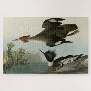 Merganser, Rotbrüste, Audubons Vögel von Amerika