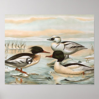 Mergansers Vintag Bird Illustration Poster
