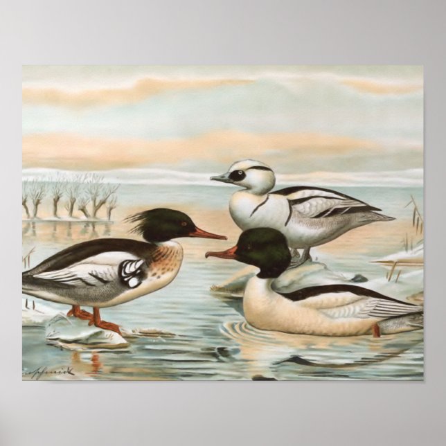 Mergansers Vintag Bird Illustration Poster (Vorne)