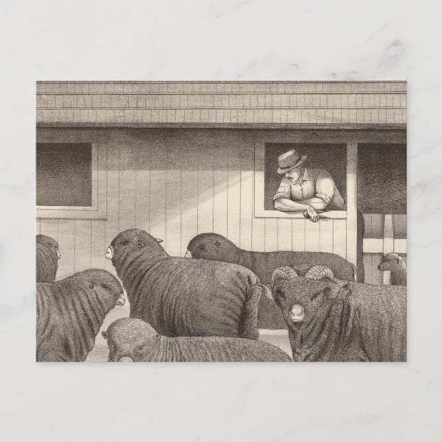 Merino-Schafe Postkarte (Vorderseite)