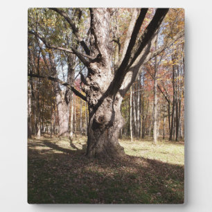 Merkwürdiger Baum Fotoplatte