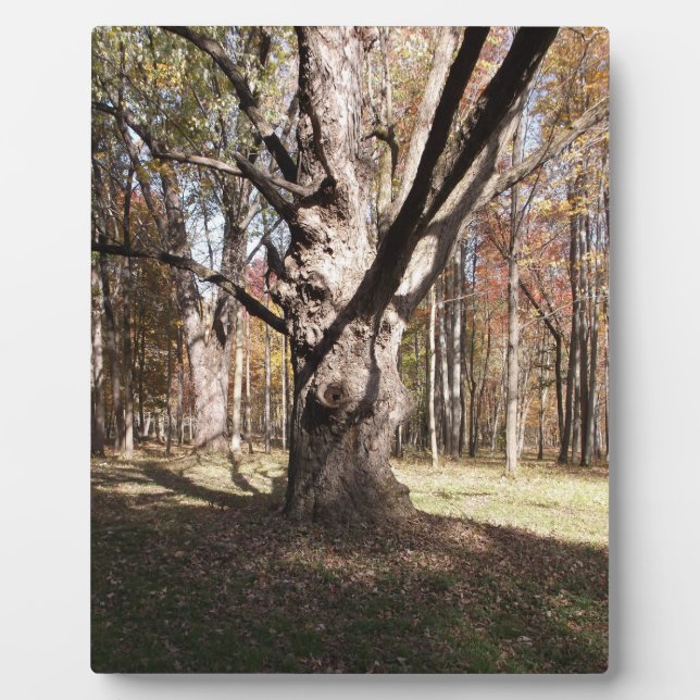 Merkwürdiger Baum Fotoplatte (Vorderseite)