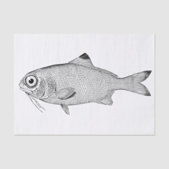 Merkwürdiges Vintages Fischzeichnen Seidenpapier (Vorderseite)