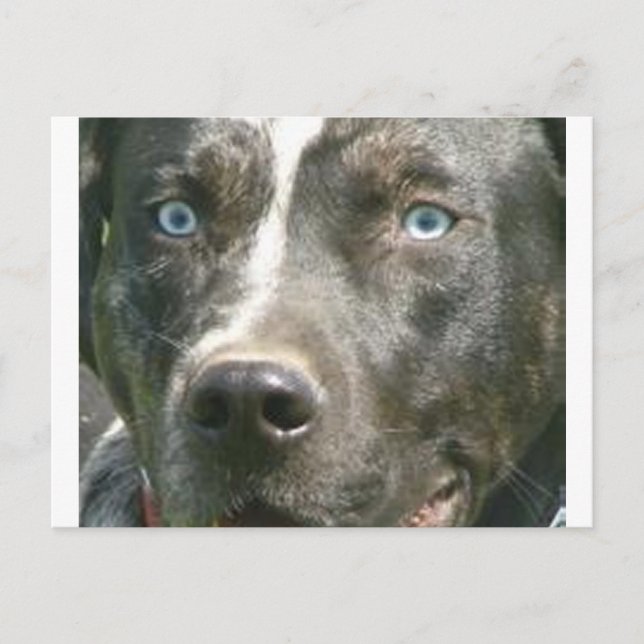 Merle catahoula.png postkarte (Vorderseite)
