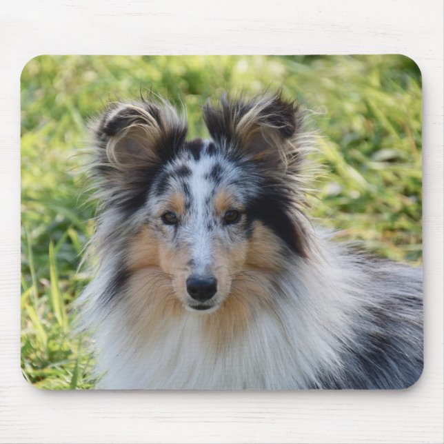 Merle Shetland Sheepdog - Sheltie Dog Mousepad (Vorne)