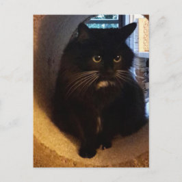 Merlin dans la carte postale du tunnel