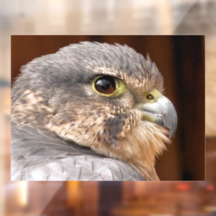 MERLIN FALCON BIRD OF PREY FENSTERAUFKLEBER