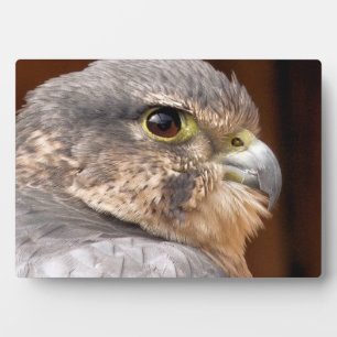 MERLIN FALCON BIRD OF PREY FOTOPLATTE