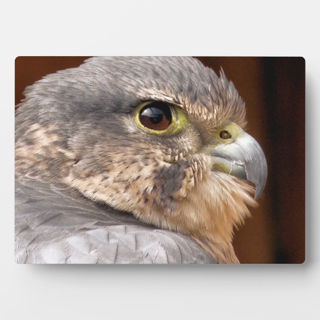 MERLIN FALCON BIRD OF PREY FOTOPLATTE (Vorderseite)