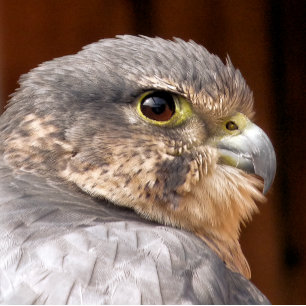 MERLIN FALCON BIRD OF PREY SEIDENPAPIER