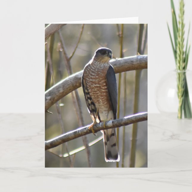 Merlin Falcon - Carte d'art encadrée (Devant)