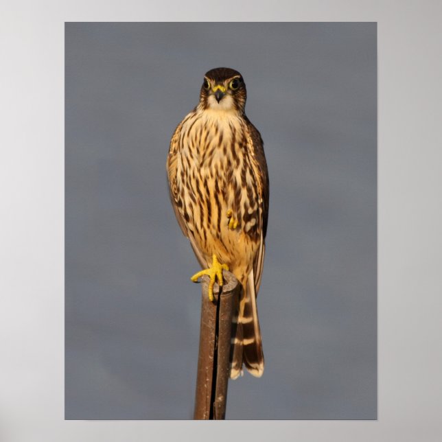 Merlin Poster (Vorne)