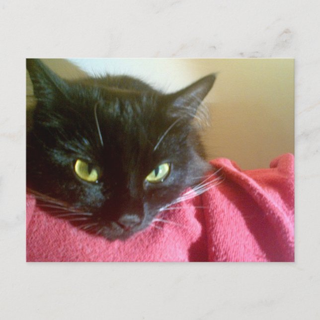 Merlin the Cat Postcard Postkarte (Vorderseite)