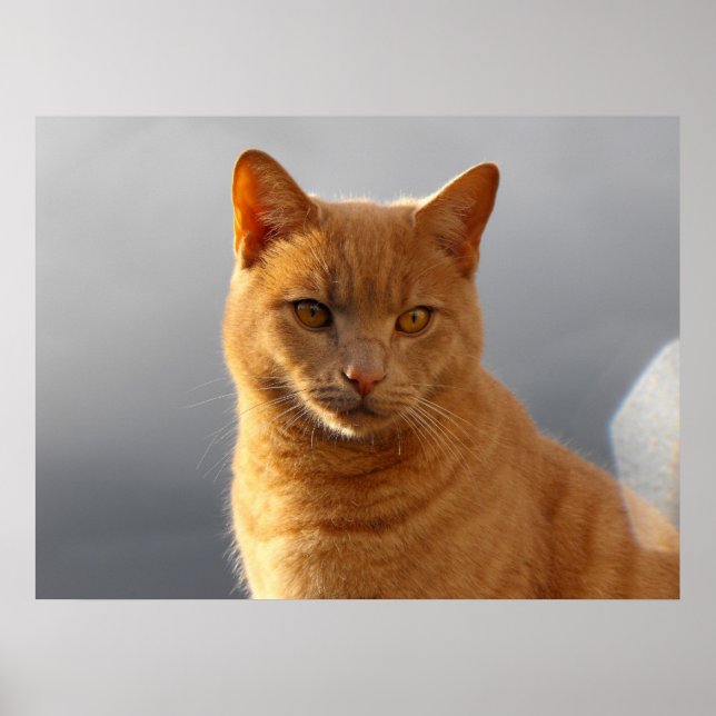 Merlin und das orb poster (Vorne)