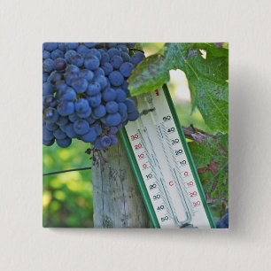 Merlot Trauben im Chateau la Grave Figeac, Button