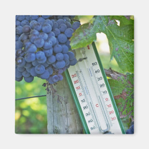 Merlot Trauben im Chateau la Grave Figeac, Magnet