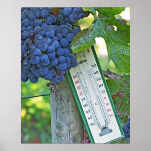 Merlot Trauben im Chateau la Grave Figeac, Poster