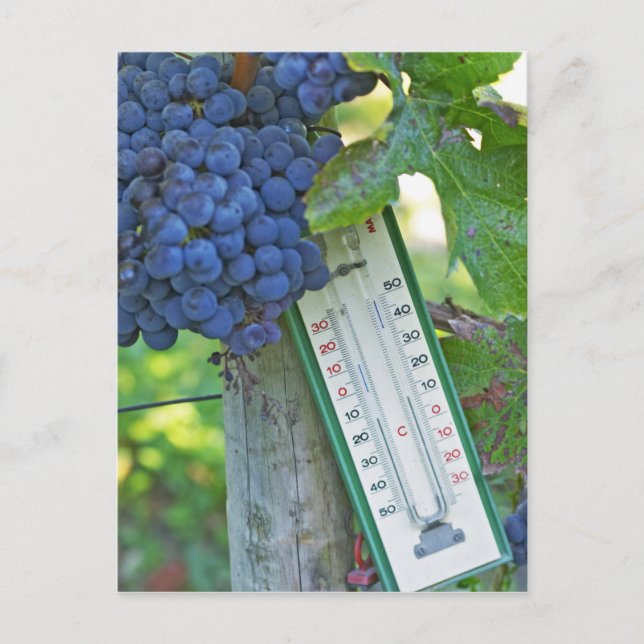 Merlot Trauben im Chateau la Grave Figeac, Postkarte (Vorderseite)