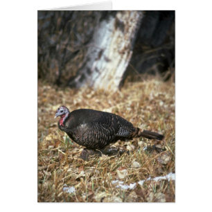 Merriams dinde sauvage, poule