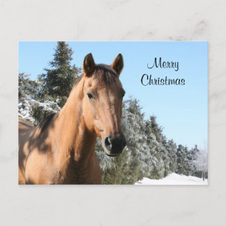 Merry Christmas horse Feiertagspostkarte