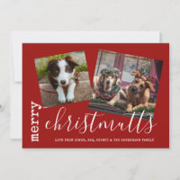 Merry ChristMUTTS Foto Haustiere