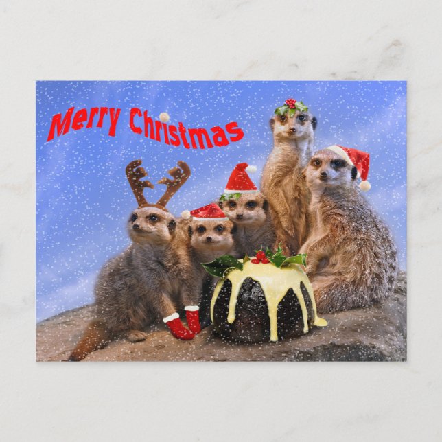 Merry Meerkats Postcard Feiertagspostkarte (Vorderseite)