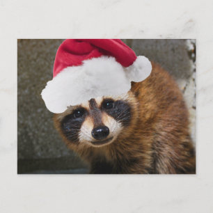 Merry Raccoon Christmas Feiertagspostkarte