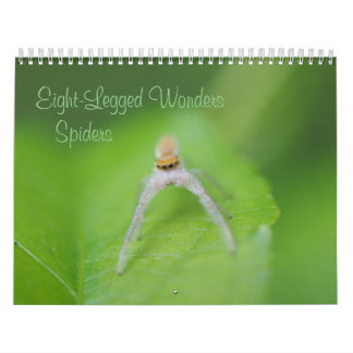 Merveilles à huit pattes - Calendrier des araignée