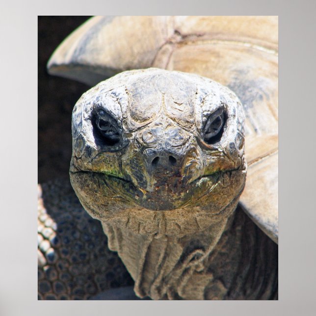 Merveilleuse affiche de tortue ! (Devant)