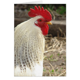 Merveilleux coq
