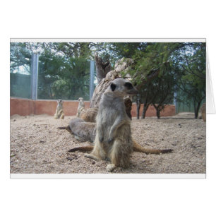 Merveilleux Meerkats