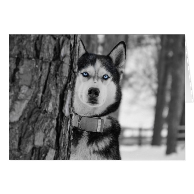 Mes yeux Bleus Bébé (Devant Horizontal)