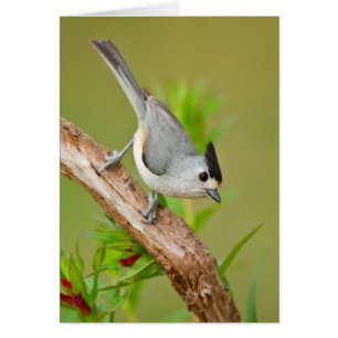 Mésange à crête noire