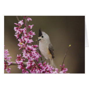 Mésange à crête noire, Baeolophus