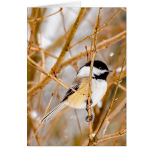 Mésange à tête noire - Photographie originale