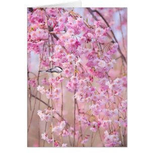 Mésange à tête noire & Saule pleureur rose