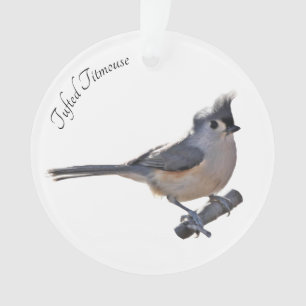 Mésange tuftée