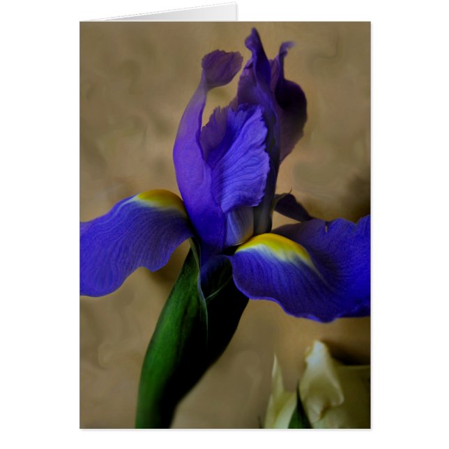 mesmerIrise I (Vorne)