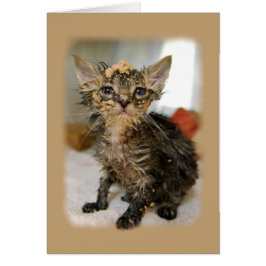 Messy Kitten Card