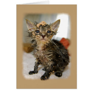 Messy Kitten Card