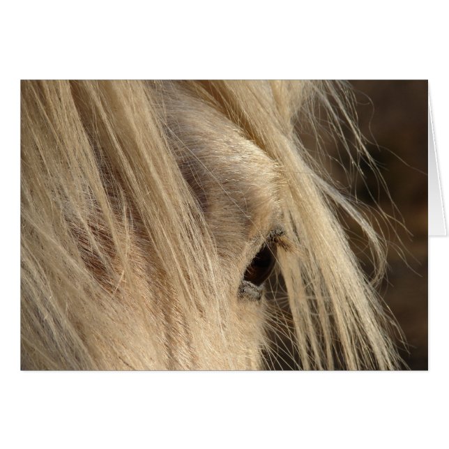 Messy Mane Day (Vorderseite (Horizontal))