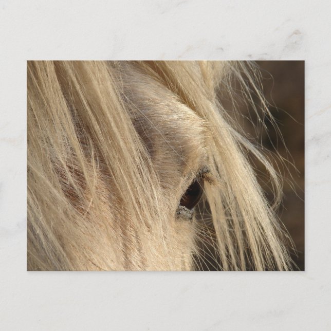 Messy Mane Day Postkarte (Vorderseite)