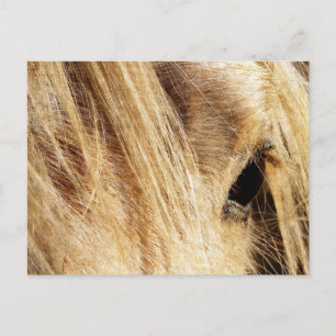 Messy Mane Day Postkarte