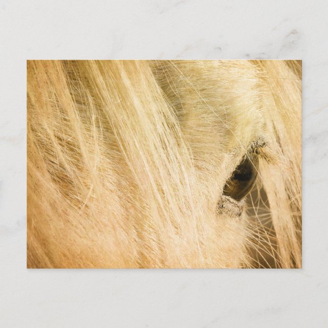 Messy Mane Postkarte (Vorderseite)