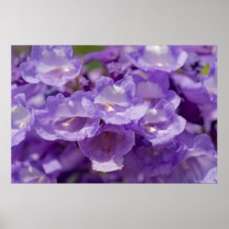 Mesziemlich-Blume Poster