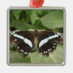 Métallique Ornement Papillon Tropical Noir et Blanc